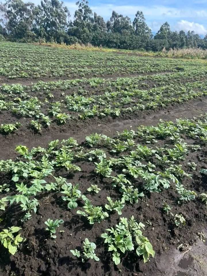 SCORSE cooperative agriculture fields